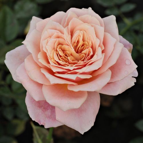 Gärtnerei - Rosa Budatétény - rosa - teehybriden-edelrosen - mittel-stark duftend - Márk Gergely - Alte Sorte mit sehr große Blumen. Langanhaltend blühend mit schönen Farbkombinationen.